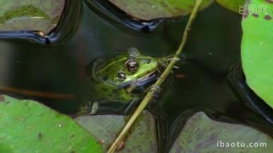 一只青蛙静静地躺在水里的一根树枝上休息着，它的四周是片叶子